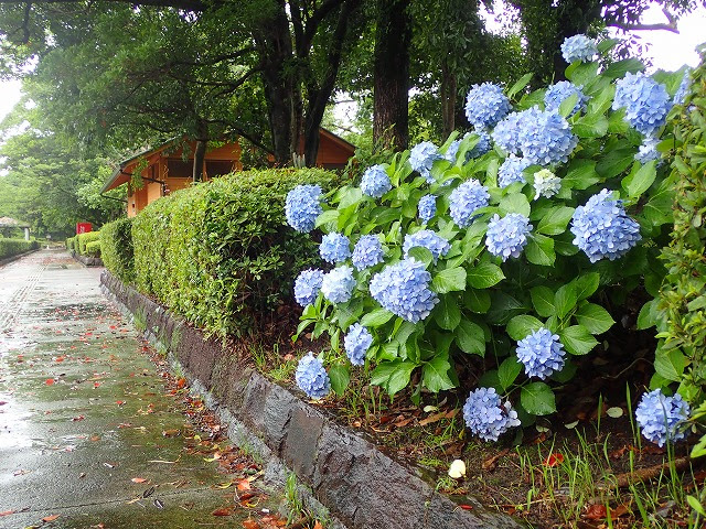 雨の雫滴る紫陽花スポット 宮崎県総合運動公園 Miyazaki Prefectural Comprehensive Sports Park