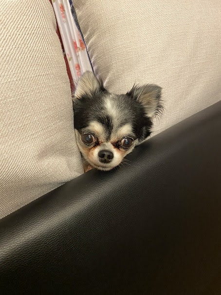 最近のお犬さん事情 全世界のお犬さん業界で一番かわいい 11 24更新 ピタットハウス和歌山駅前店 株式会社スマートホーム