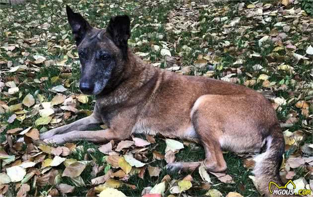 外型健壮 体力充沛 狗中的运动健将 比利时马林诺斯牧羊犬 爱狗乐翻天 萌狗网移动版