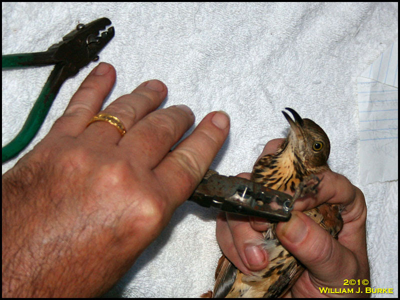 Brown Thrasher