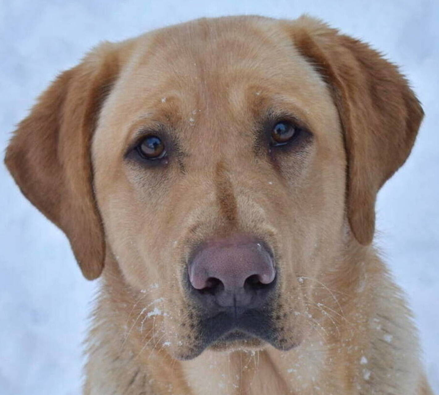 Family Labrador Retriever Breeder Olympia Wa Johnson Point Labradors