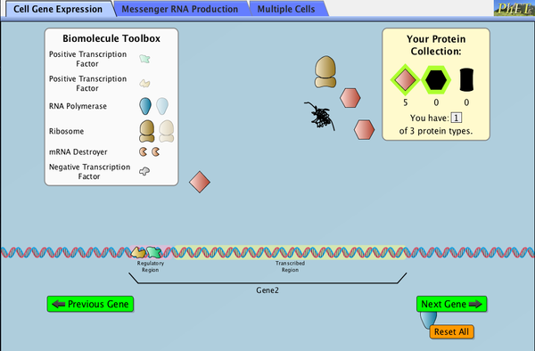 Gene Expression - The Basics - Gene Expression | DNA ...