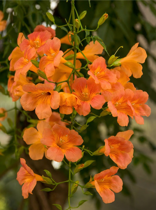 夏の花たち Hiroyuki Nakano Blog