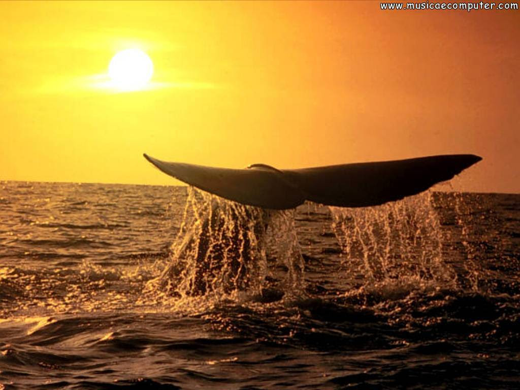 whales wallpapers