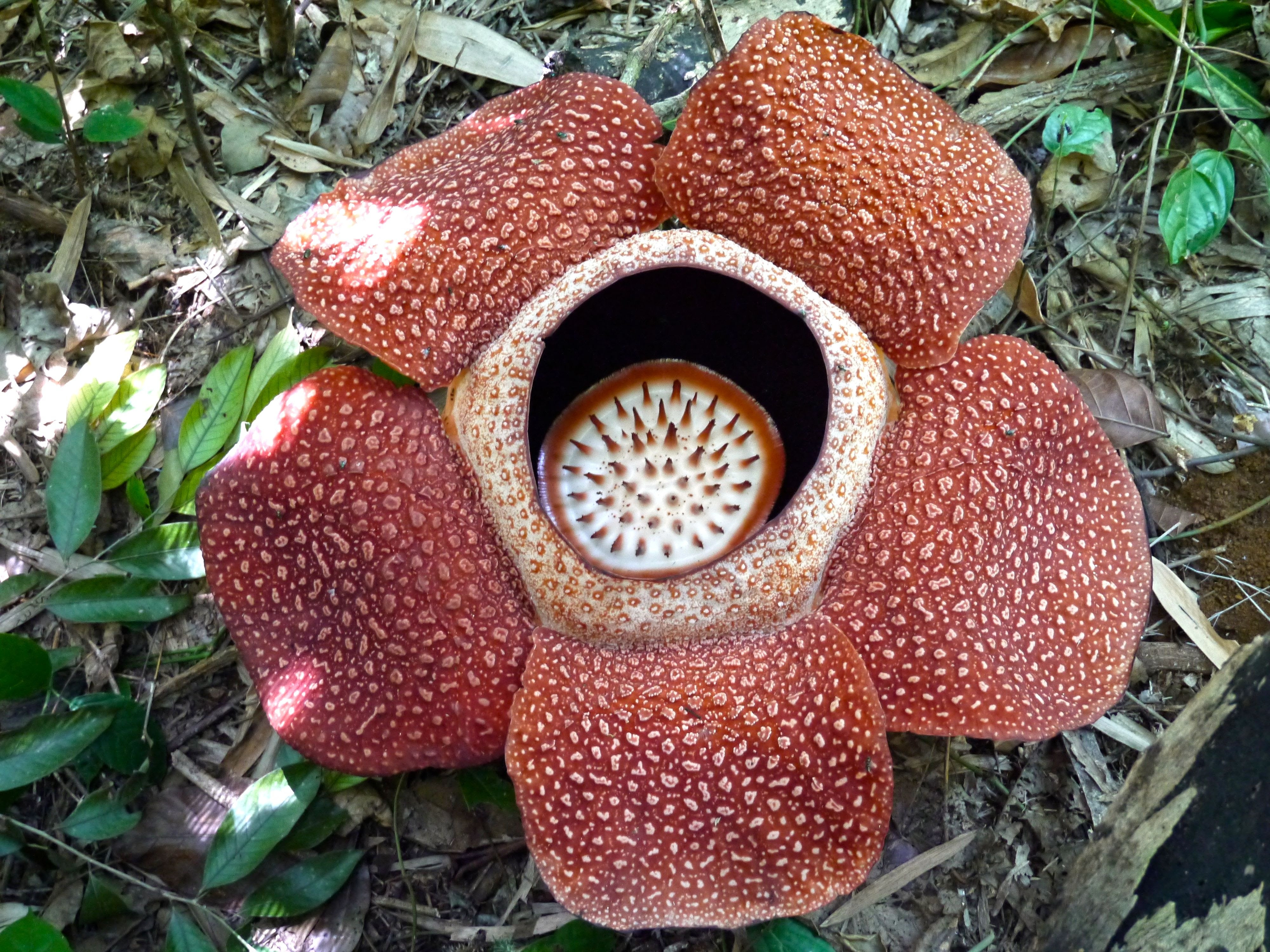 Rafflesia Quin s Progress Rafflesia Quin s Progress