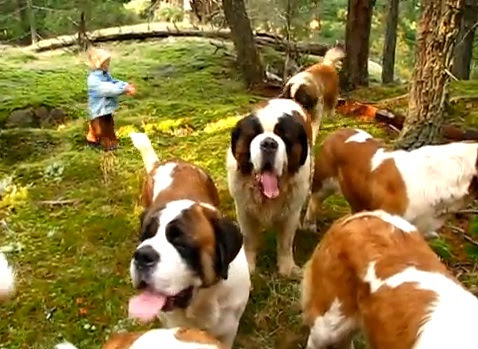 キャー ヨーゼフ 超大型犬セントバーナード がイッパイ 動画 Viva Wマガジン