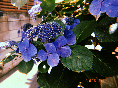 紫阳花的散落 万图壁纸网