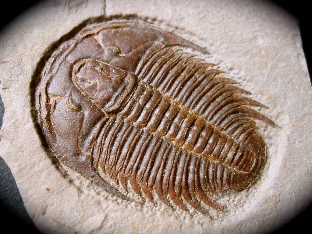 http://www.fossilmall.com/Pangaea/patrilos/tr22/pft757b.JPG