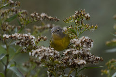 Bird_2578.jpg by Mully410 * Images
