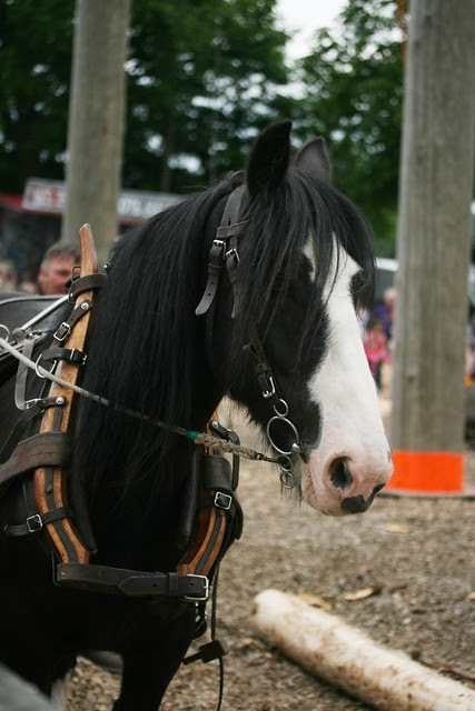 'Sally' - Logging horse