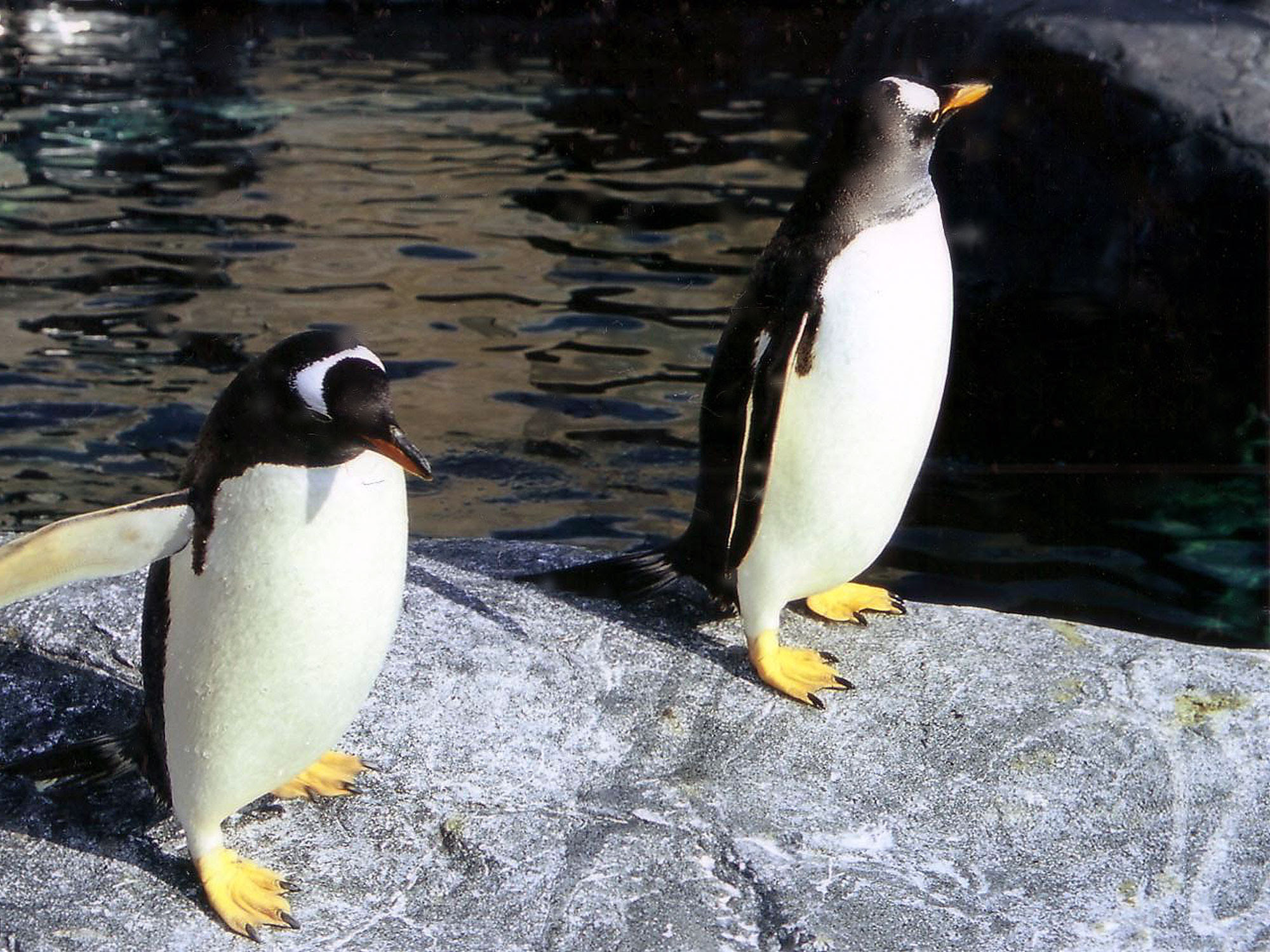 ペンギンの写真 ペンギンの写真をフリー素材として公開しています
