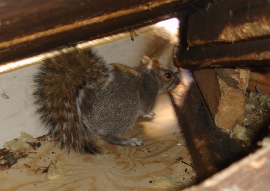 Squirrel Removal FAQ  Frequently asked questions about Squirrel Removal Services