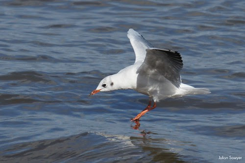 More Target Practise by julian sawyer - Purbeck Footprints
