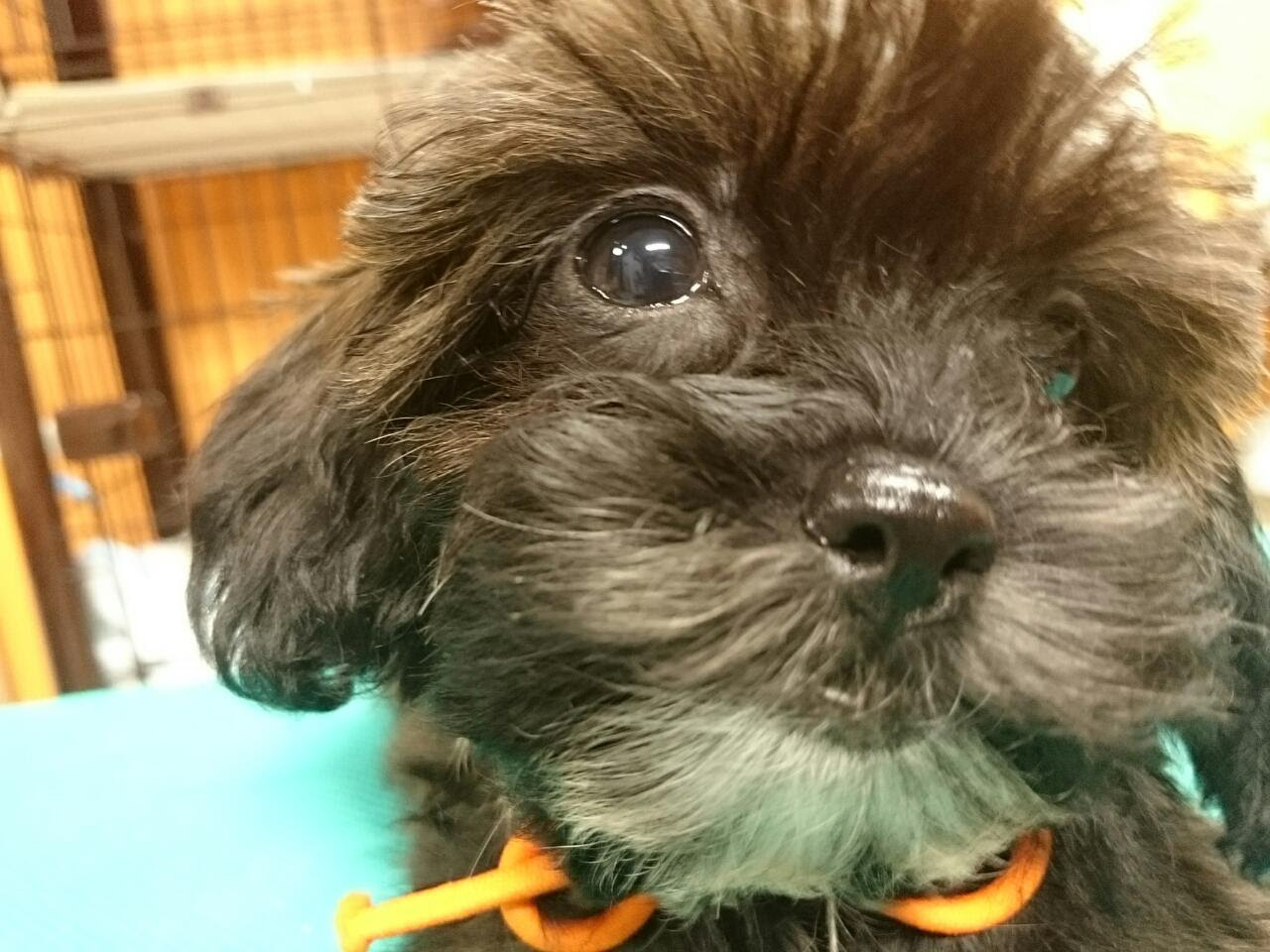 募集 シーズーとプードルのミックス犬 シープー アルはトイプードルなのであ る