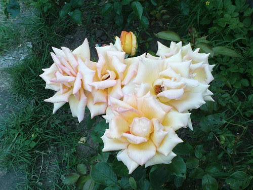 roses1079