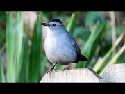 36 Info Terpopuler Bird Sounds Like A Cat Meow