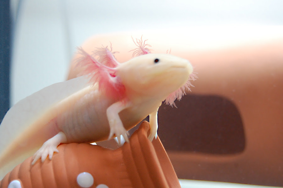 ウーパールーパーnavi 飼い方 種類 餌などを解説