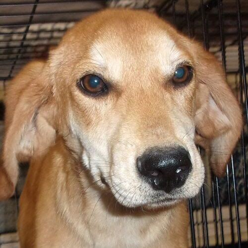About Stray Haven Pet Rescue