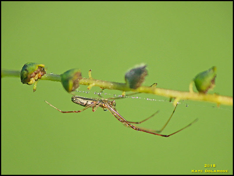 Spider Spider