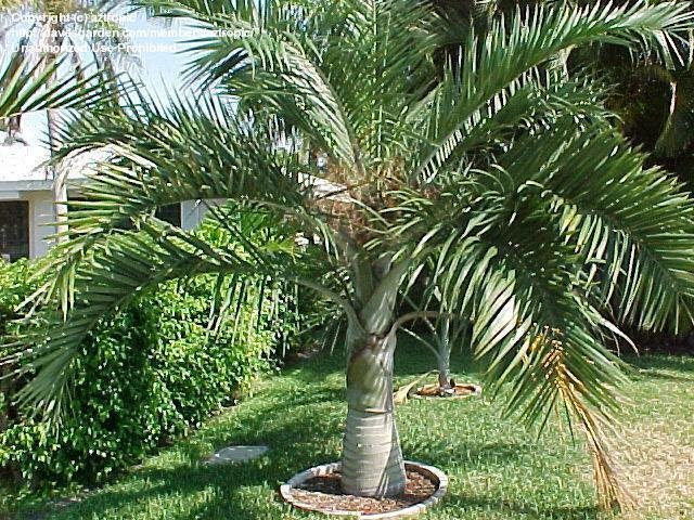 Buccaneer Palm