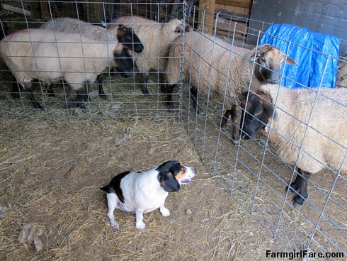 Beagle Bert, junior stock dog (4) - FarmgirlFare.com