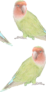 コザクラ インコのイラスト 条件付フリー素材集