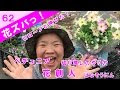 [最も人気のある！] ペチュニア 摘心 317594-ペチュニア 摘心 方法