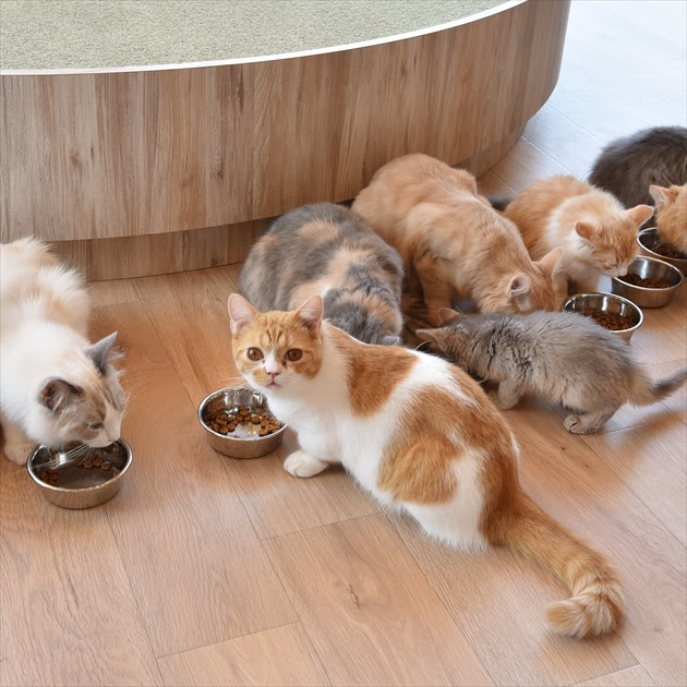 猫カフェ Mocha モカ 原宿店 に行ってきました スコティッシュフォールドやマンチカンなど可愛い猫たちの写真 ごはんタイムetc 表参道 青山インフォメーション ブログ
