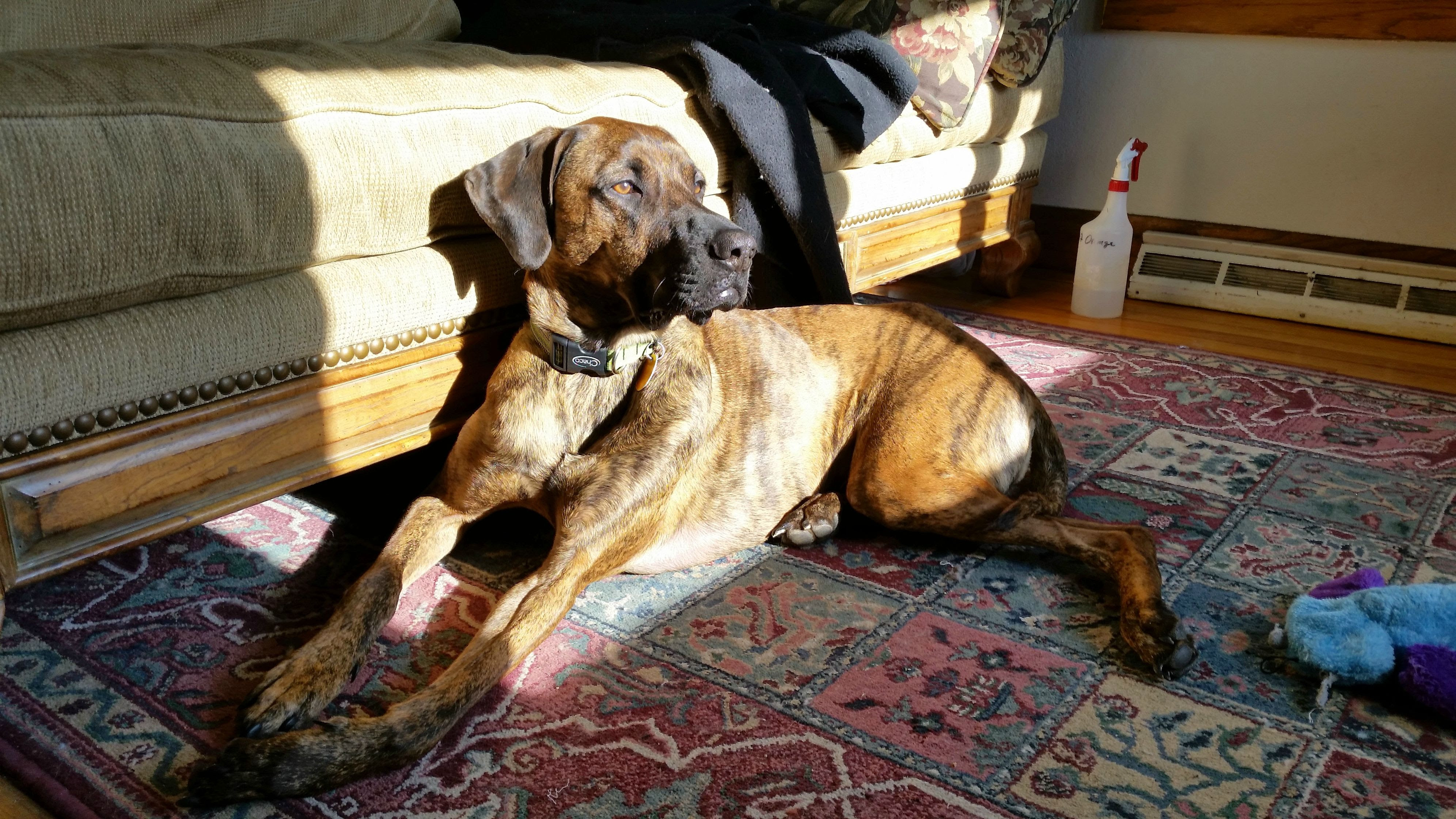 03/11/15 [Reactive Dog Support Group] : Dogtraining