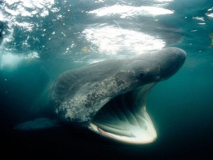 Shark Photos (11 pics) Shark Photos (11 pics)