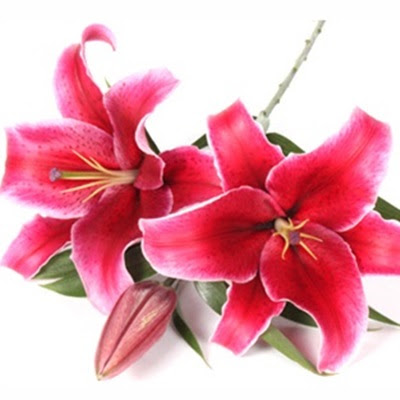 红色香水百合花
