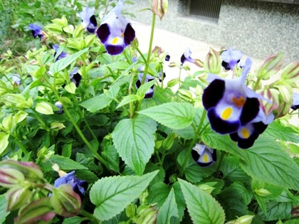 トレニアの花言葉 意味とはフレーズ表現辞典