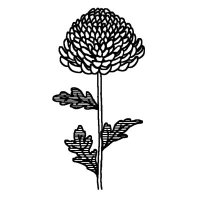 キク2 キク 菊 秋の花 無料 白黒イラスト素材