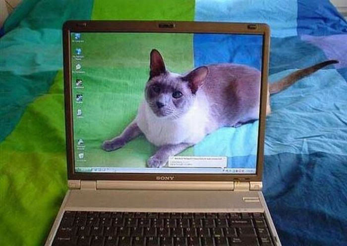 80 Real Photos That Look Fake (80 pics)
