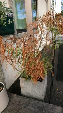 職場の細葉ヒイラギ南天 ブログ スタッフブログ 大分 窓 サッシ ガラス 玄関ドアの卸売 組立 工事 修理 玉井トーヨー住器