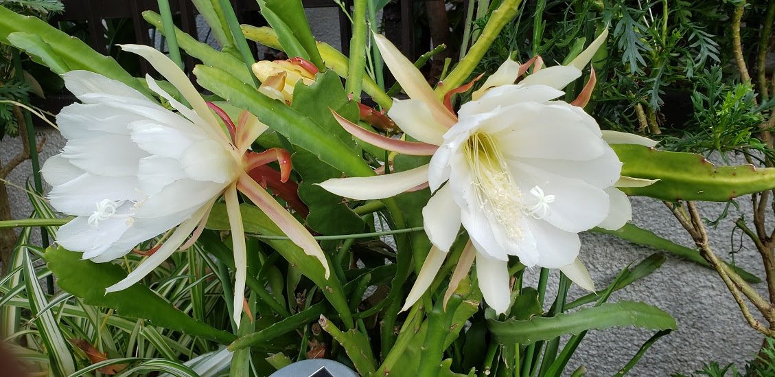 Sam氏写真 これって 月下美人 いいえ 違いますよ 綺麗 白いクジャクサボテンです 綺麗な赤いのもありますよ 屋根裏アトリエ 田中より子のホームページ