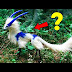 10 Unique Animals You Won’t Believe Exist