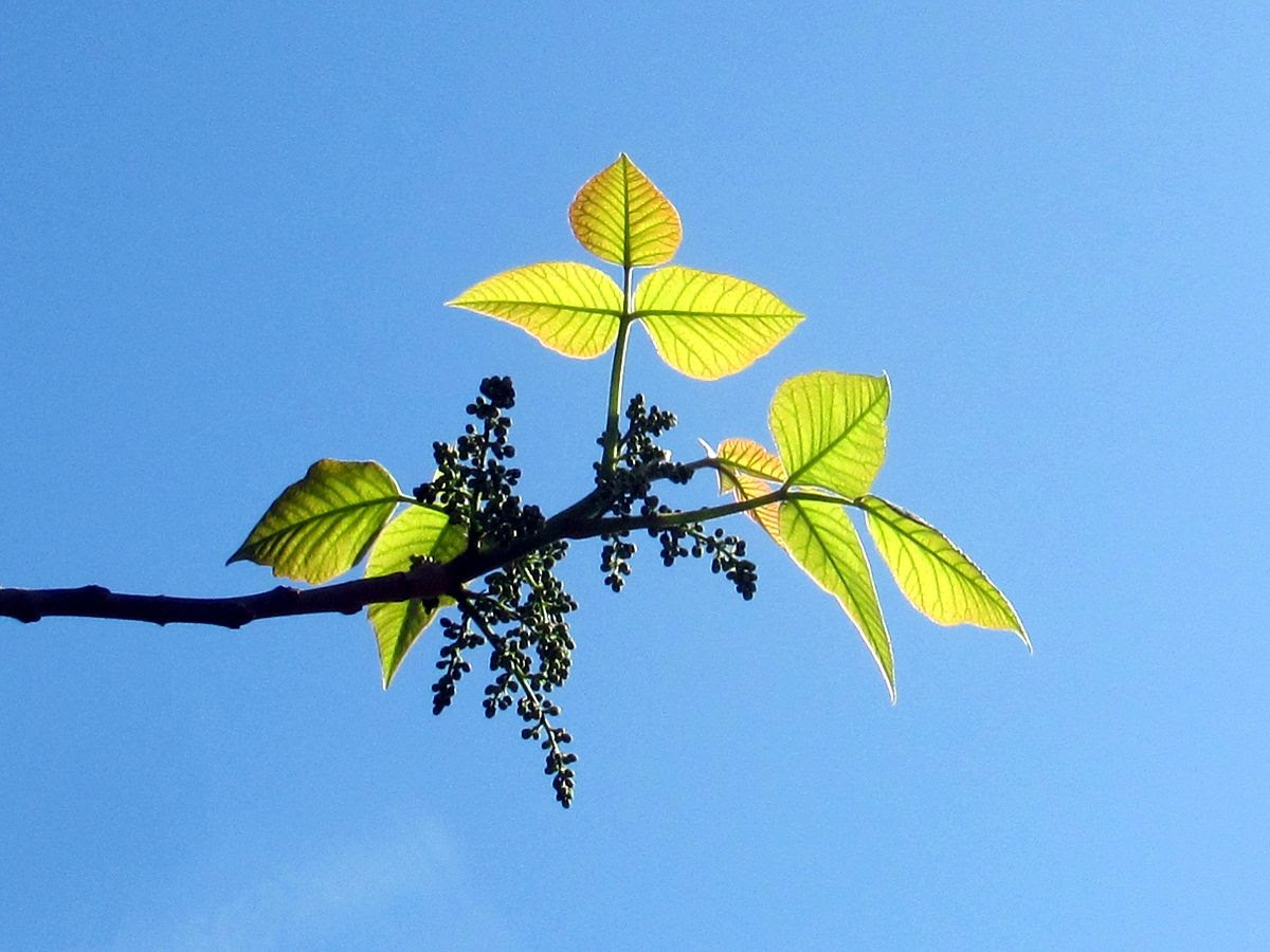 Reaching to the sky