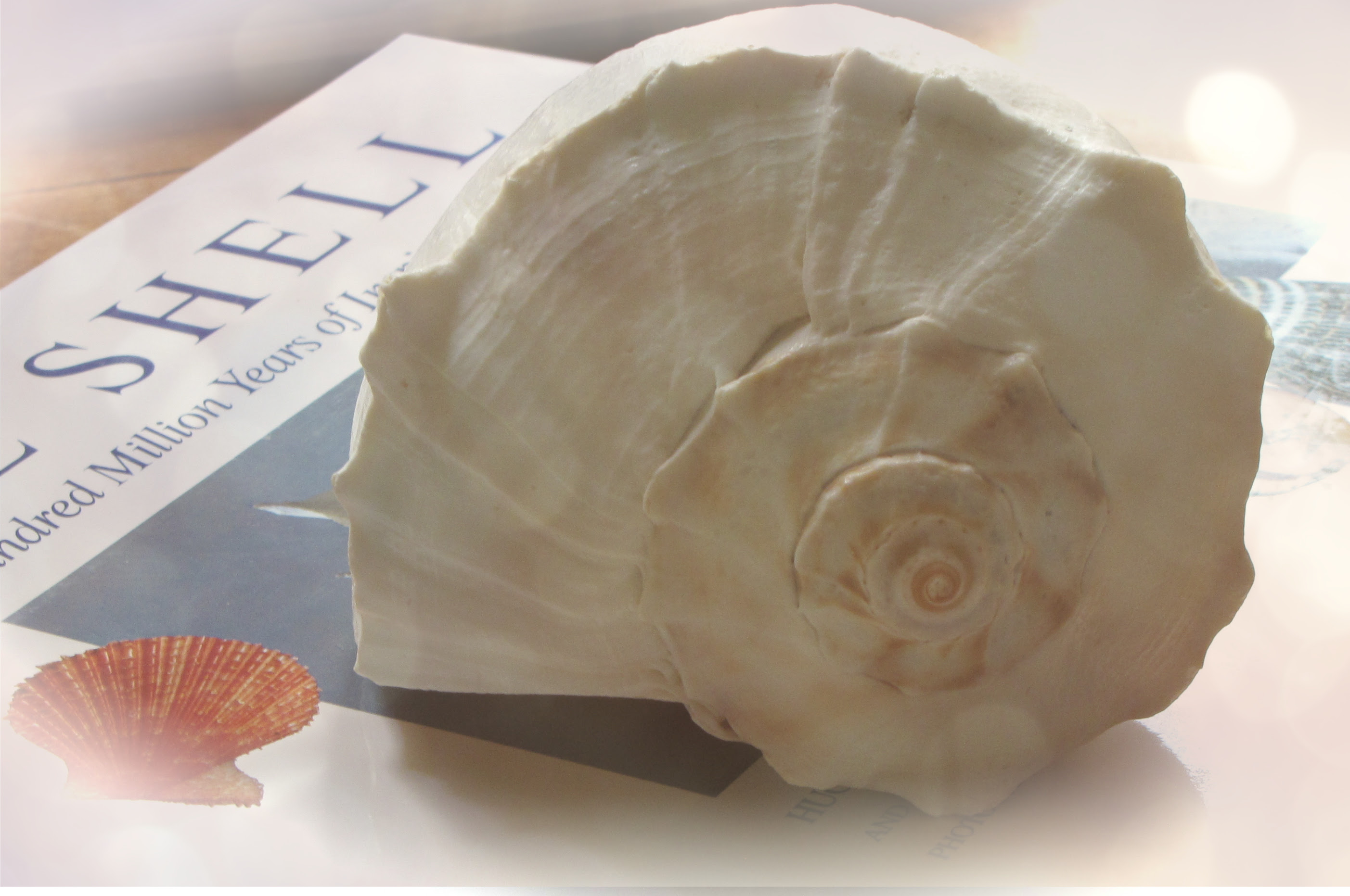 Shell