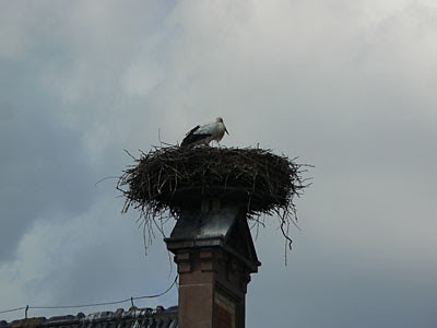 cigogne.jpg