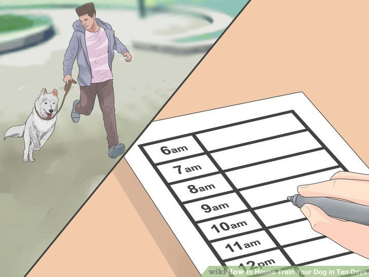 House Train Your Dog in Ten Days Step 4 Version 2.jpg