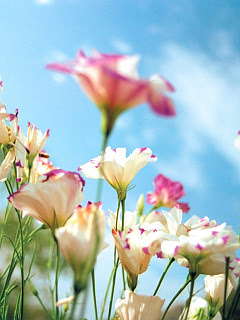 花 花束 の待ち受け画像 壁紙 動物 パラダイス