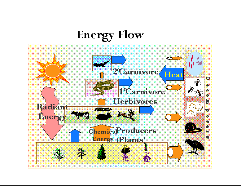 Energy Flow - Ecology Project