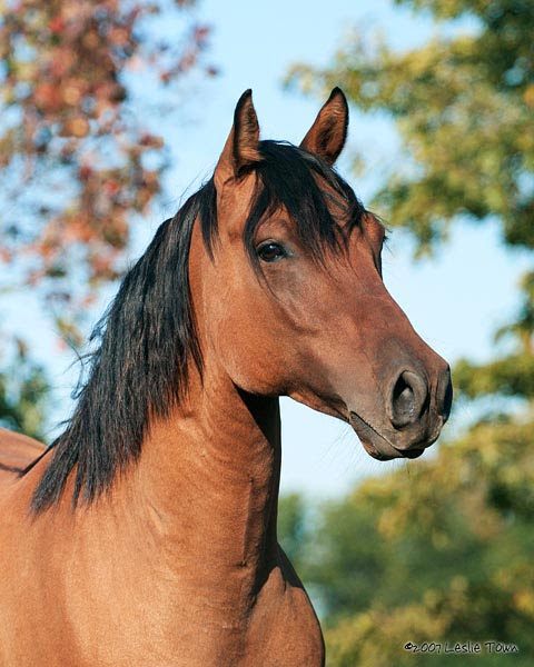 Bay Quarter Horse gelding