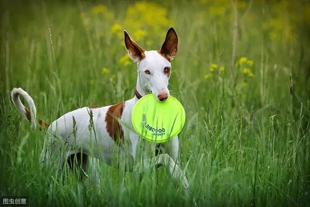震惊 狗狗竟然也分左撇子和右撇子 快来看看你家狗是哪种 性格