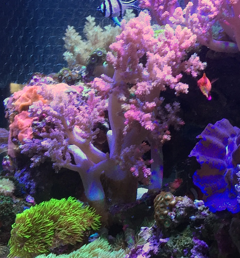 Kani The Ripper ちゃんと飼いたい