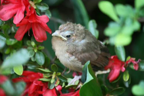 cardinal fledgeling 089