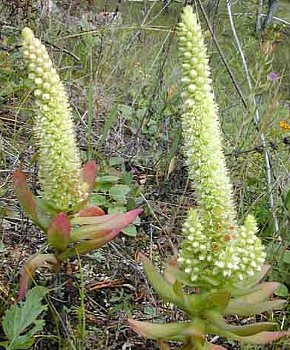 １１月２０日の誕生花は イワレンゲ 366日 誕生花の辞典 誕生日の花言葉の図鑑