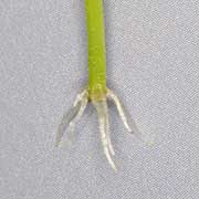 Rooting Of Fuchsia フクシアの挿し木