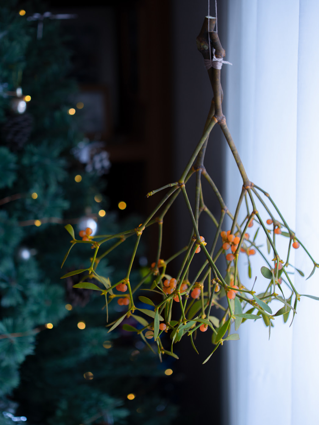 12月の花 クリスマスブッシュ ヤドリギ 季節のブーケプレゼント